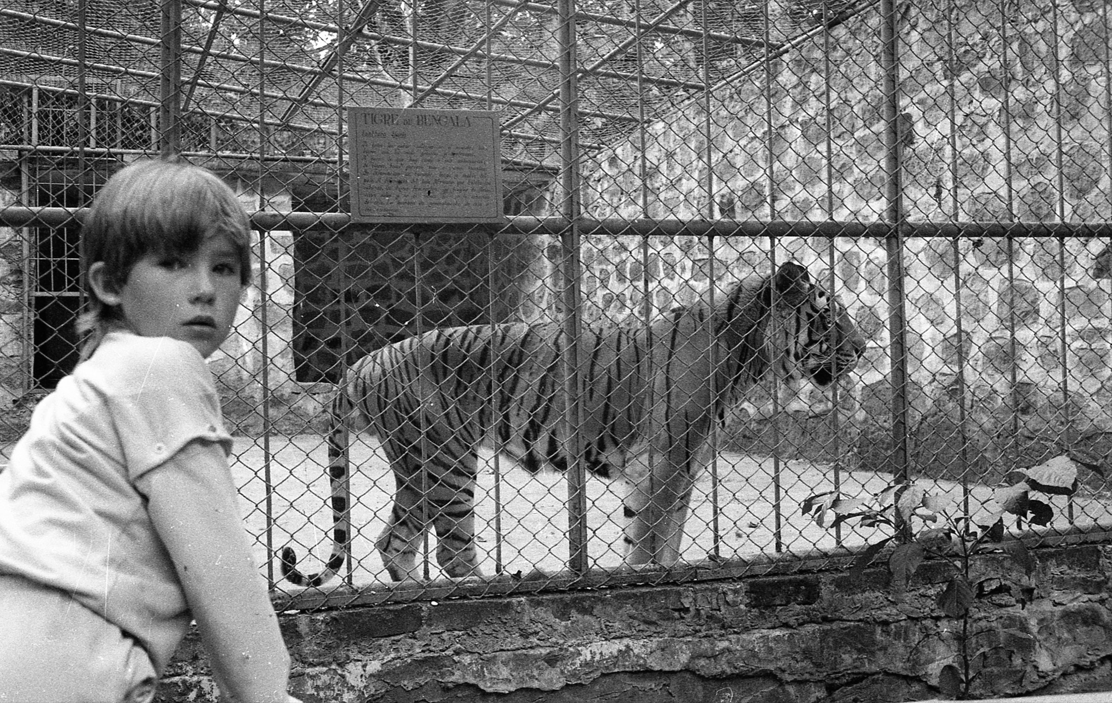 Siete cadáveres y un tigre de Bengala
